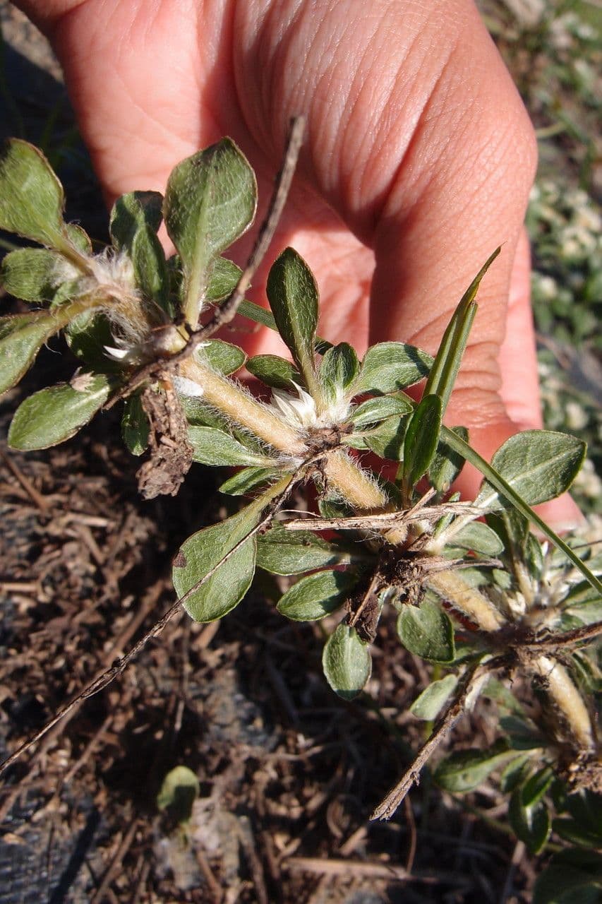 Glatte Bodendecker-Amaranth 11