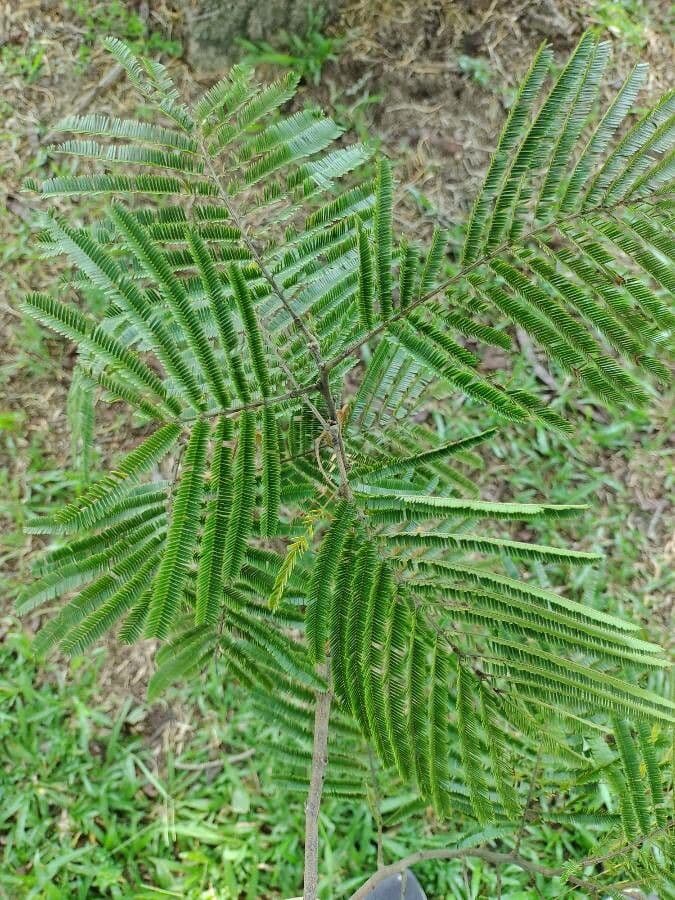 Anadenanthera peregrina 9