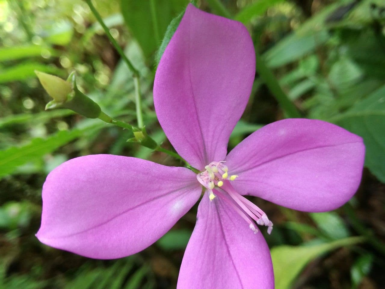Arthrostemma 5