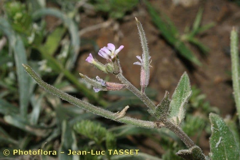 Malcolmia africana 17