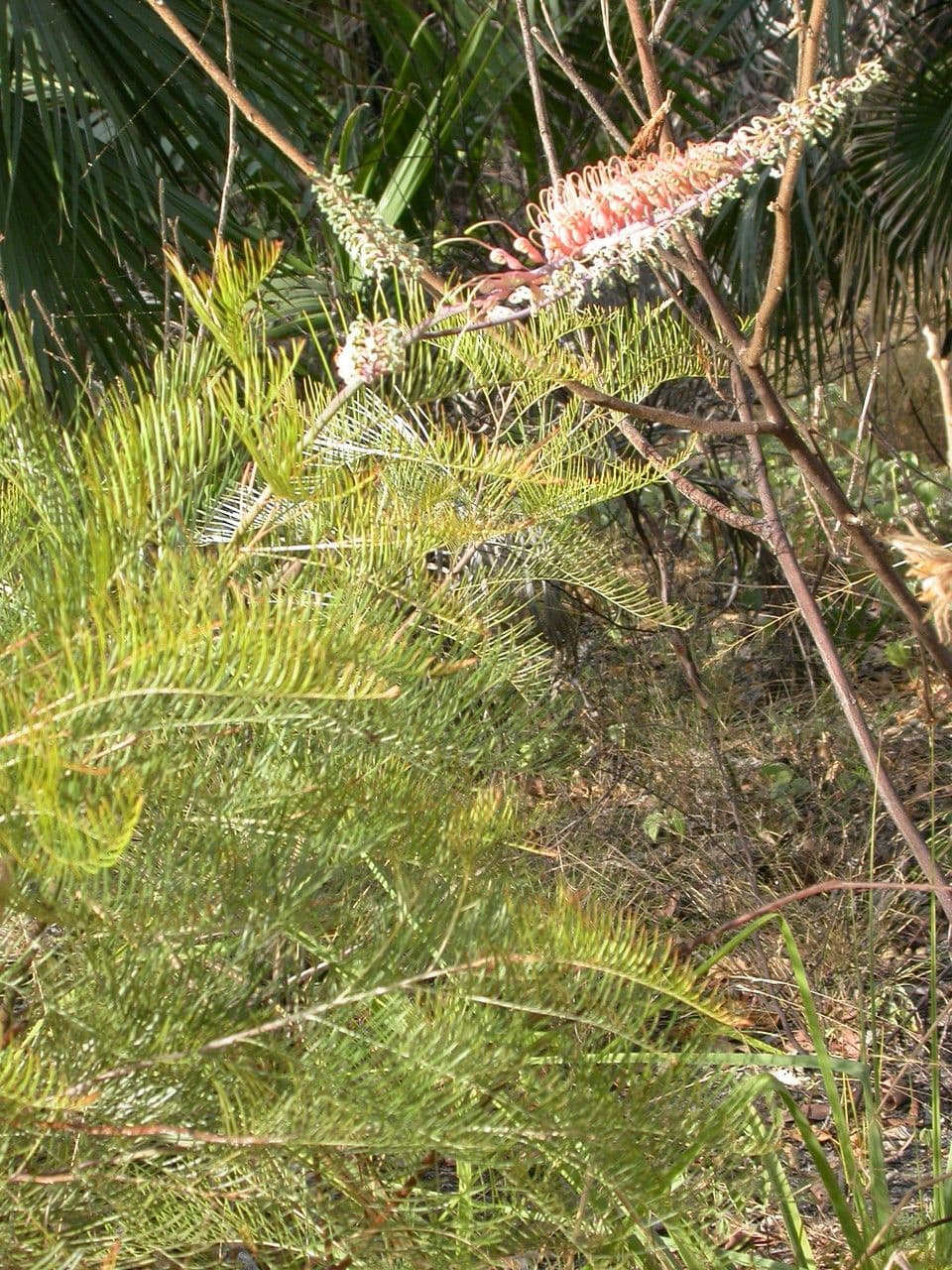 Grevillea 4