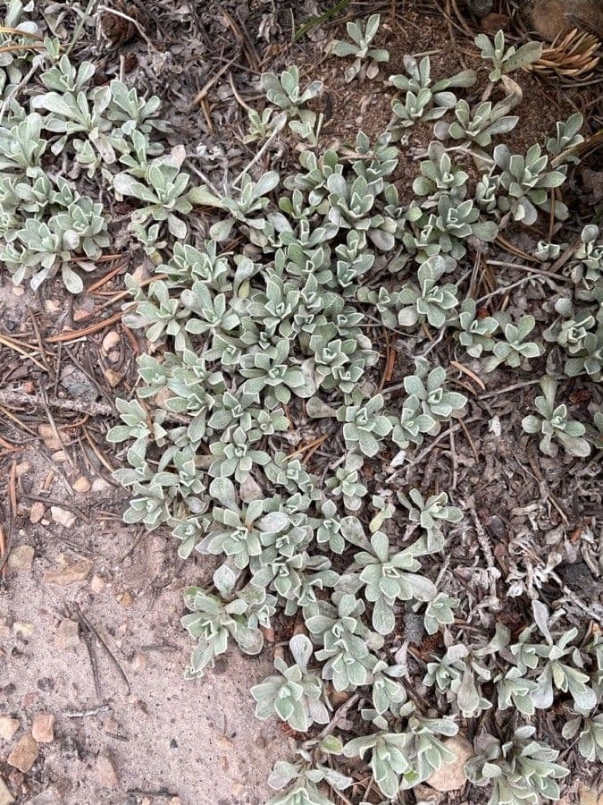 Antennaria parvifolia 9