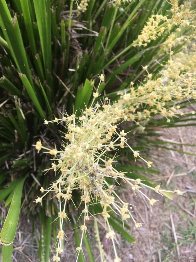 Lomandra spinosa 5
