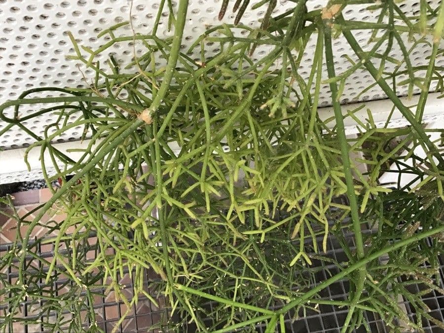 Rhipsalis 4