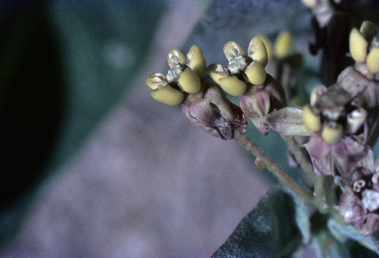 Asclepias 5