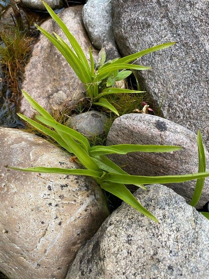 Kruštík bahenní 19
