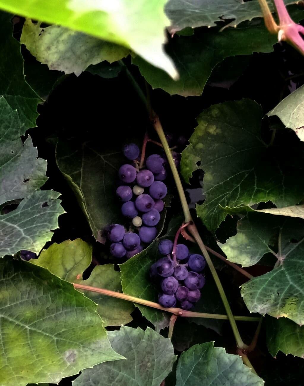 Fuchs-Weinrebe 2