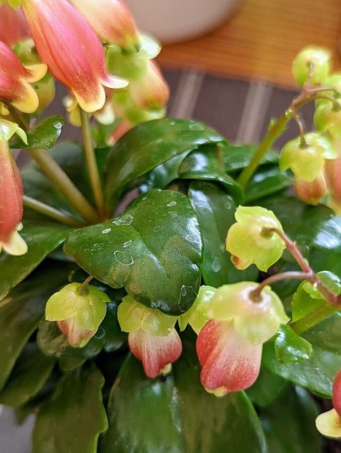 Kalanchoe 14