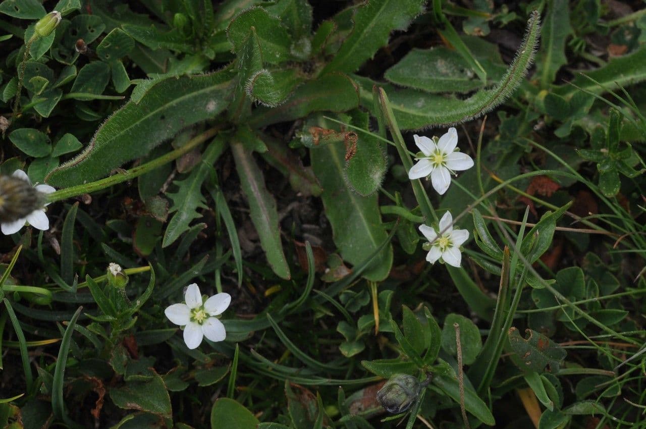 Minuartia recurva 9