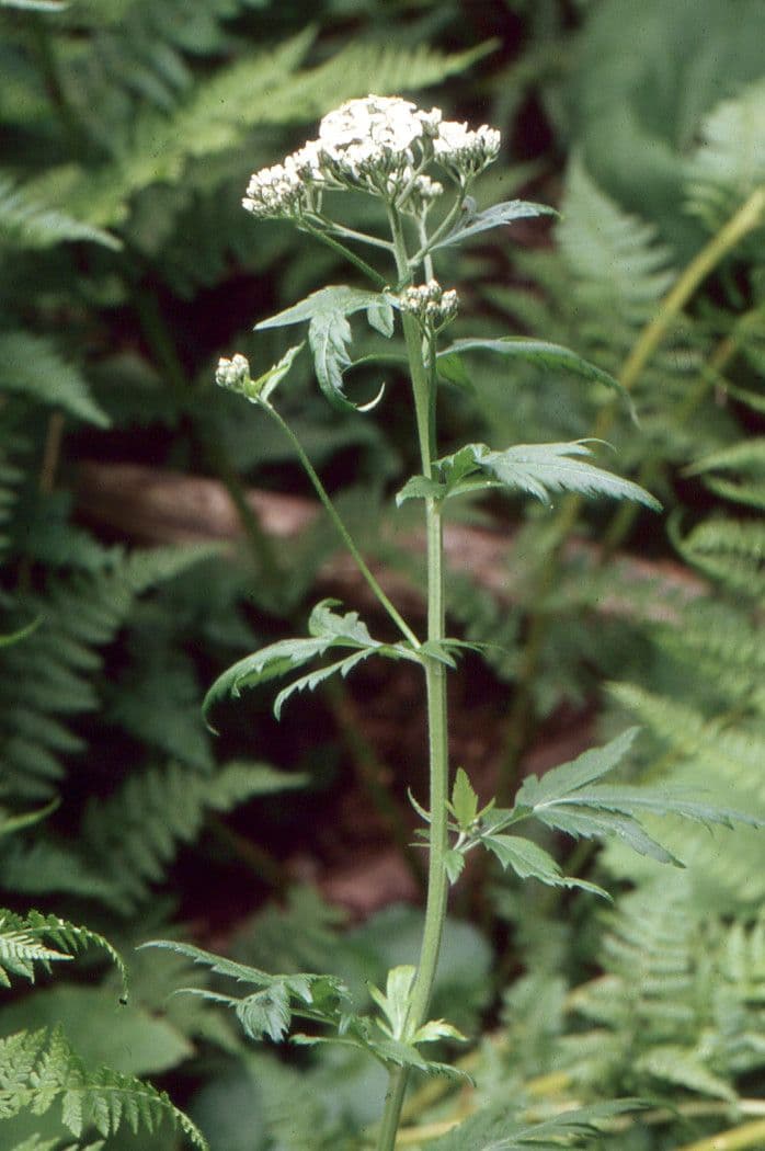 Großblättrige Schafgarbe 9