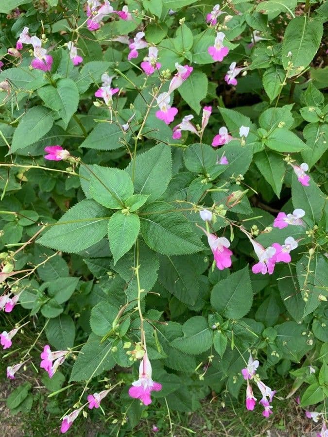 Balsamina di Balfour 5