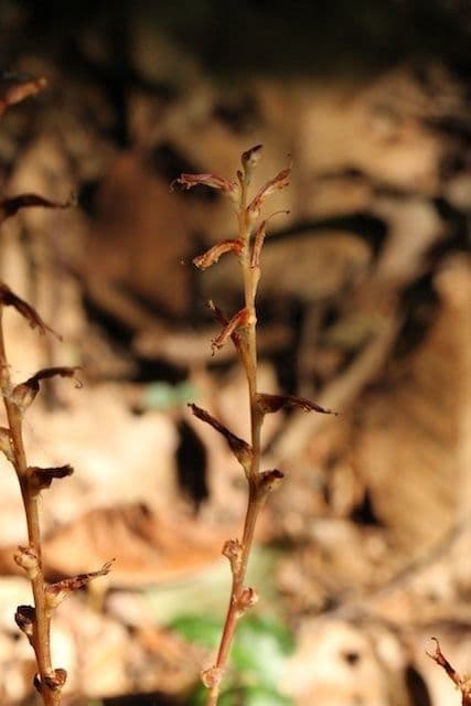 Epifagus virginiana 13