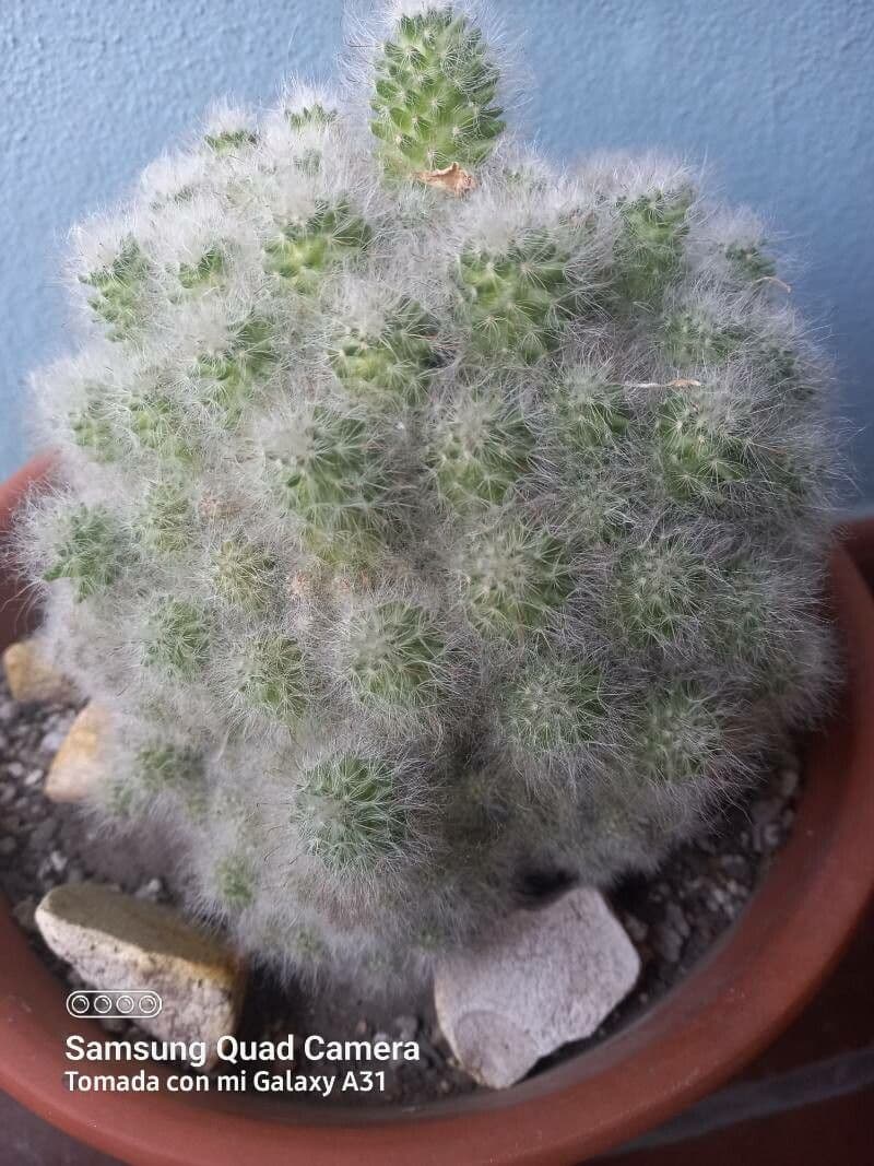 Cactus 9