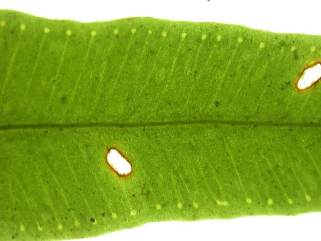 Elaphoglossum 9