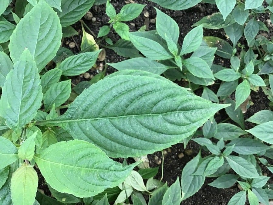 Strobilanthes 3