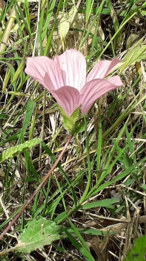Malope malacoides 2