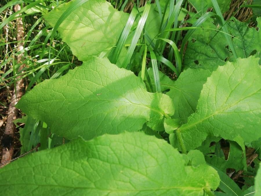Doronicum austriacum 16