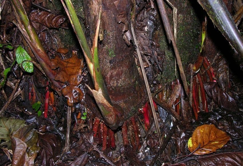Açai 23