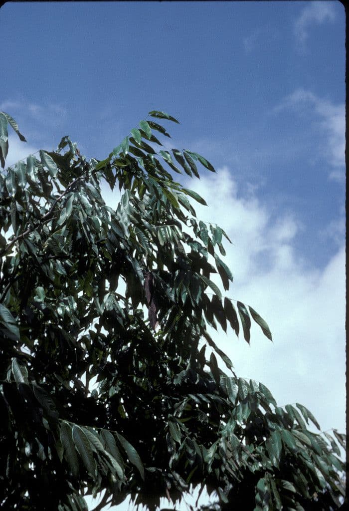 Amherstia 7