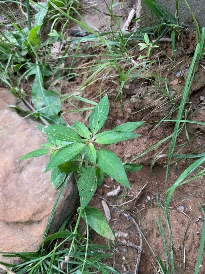Acalypha australis 11