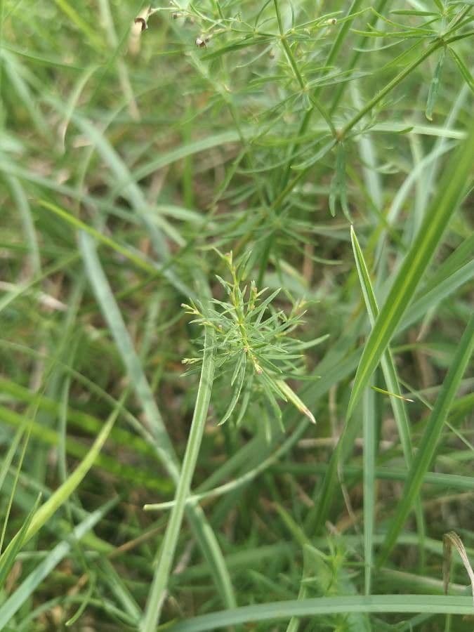 Asperula purpurea 14