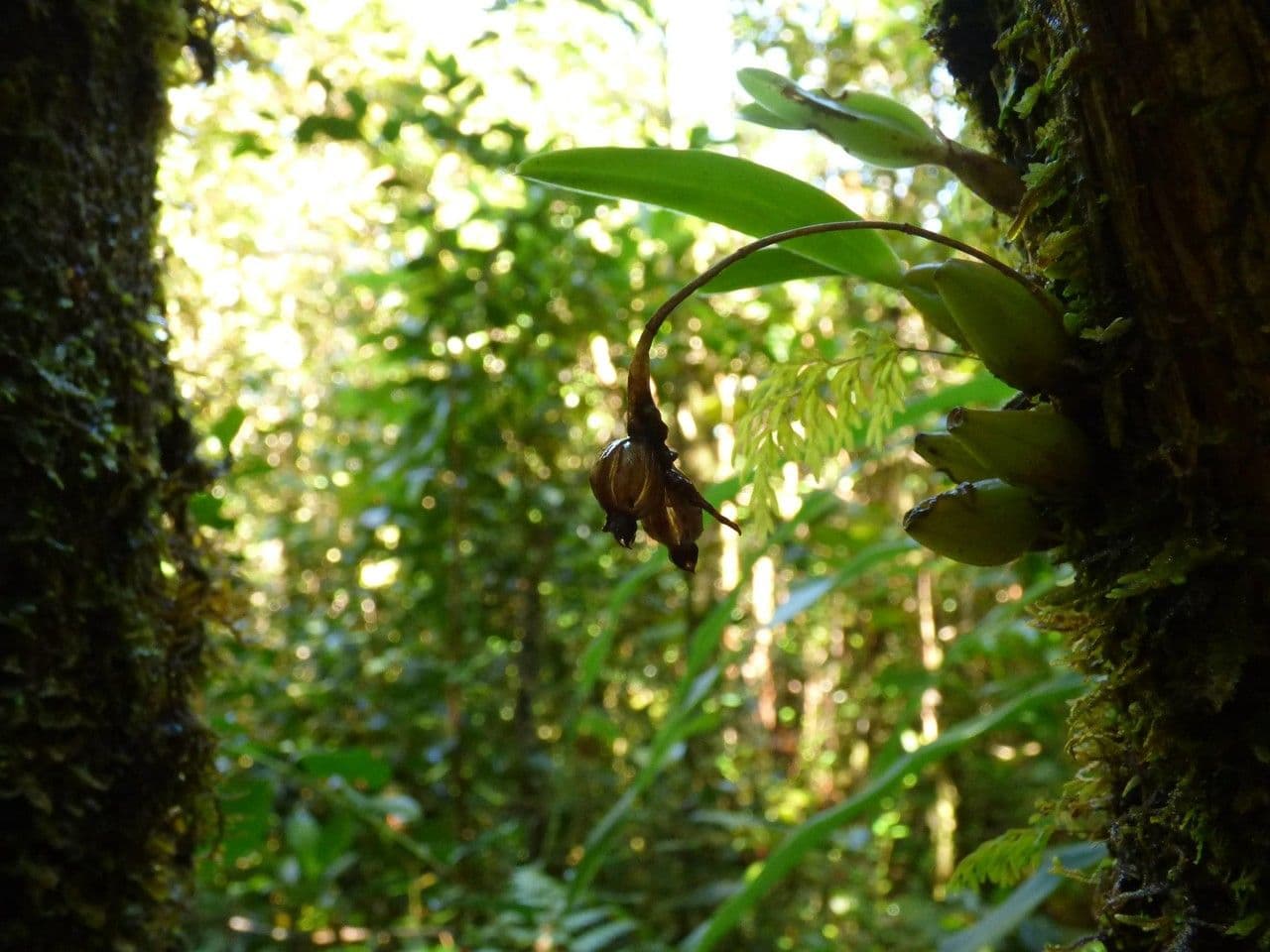 Bulbophyllum
