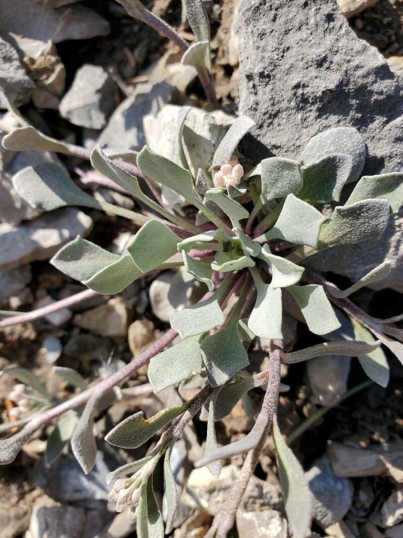 Physaria 12