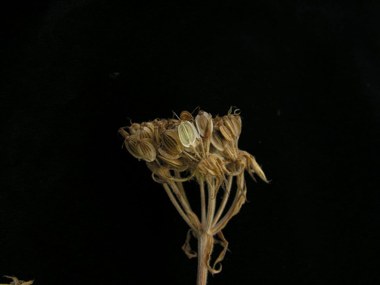 Tordyliopsis 4