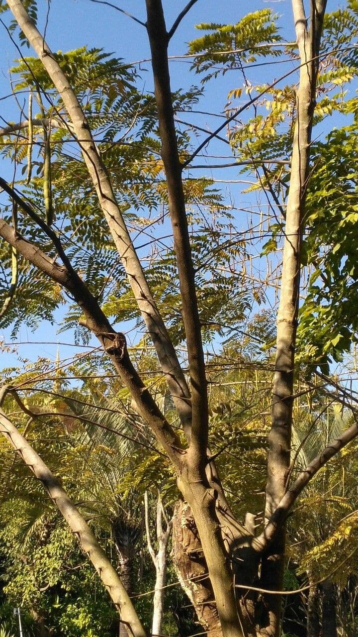 Cassia spectabilis 13