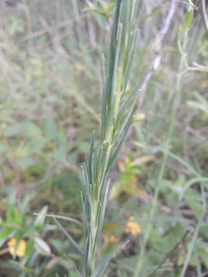 Liatris aspra 17