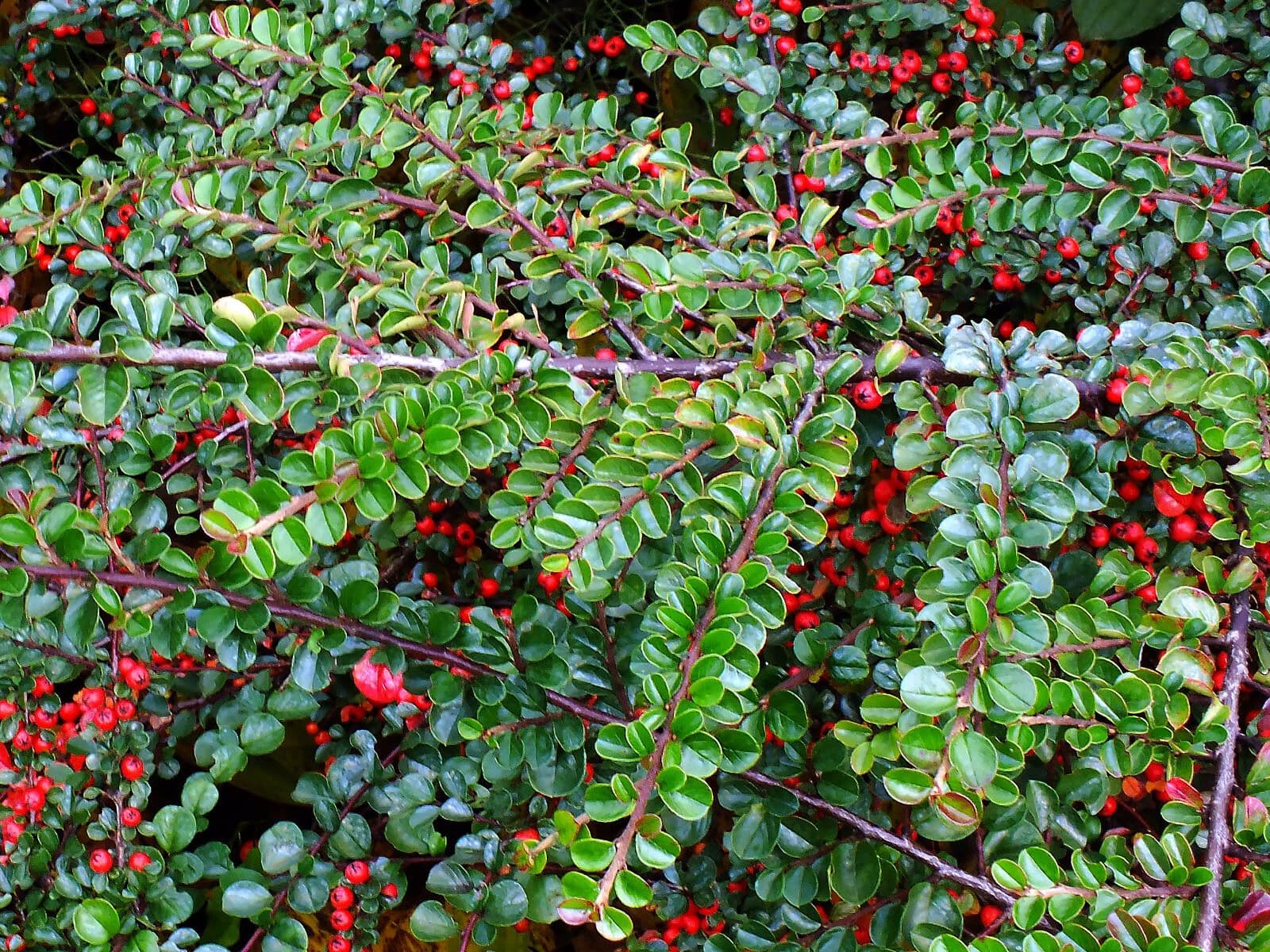 Cotoneaster 9