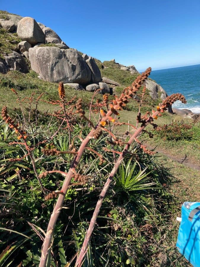 Dyckia 3