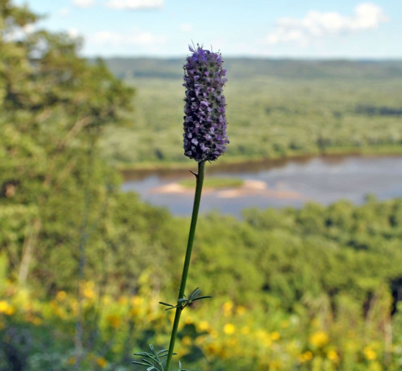 Dalea purpurea