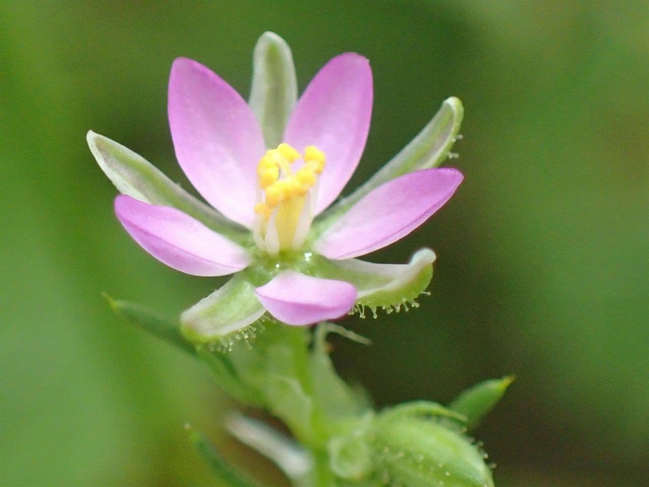 Spergularia comune 9