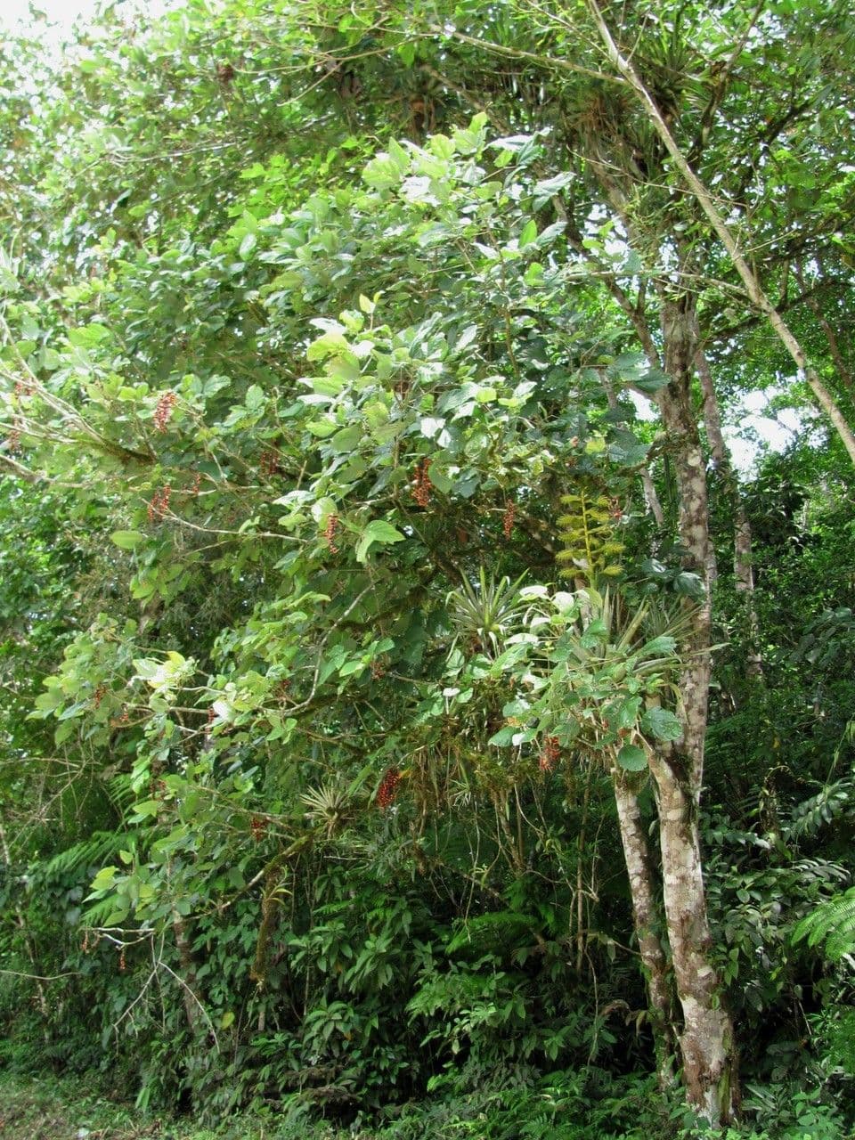 Erythrina 8