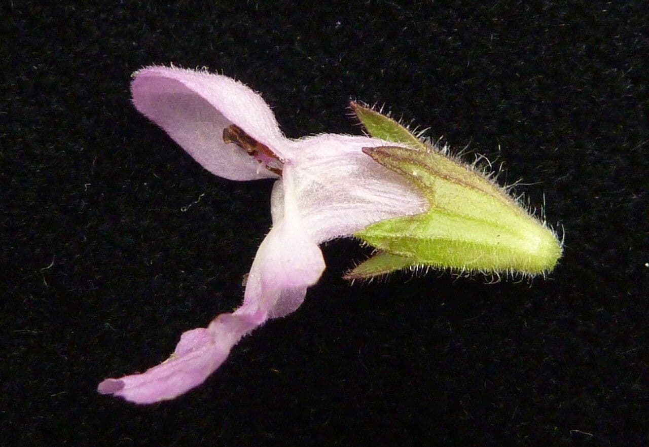 Stachys 4