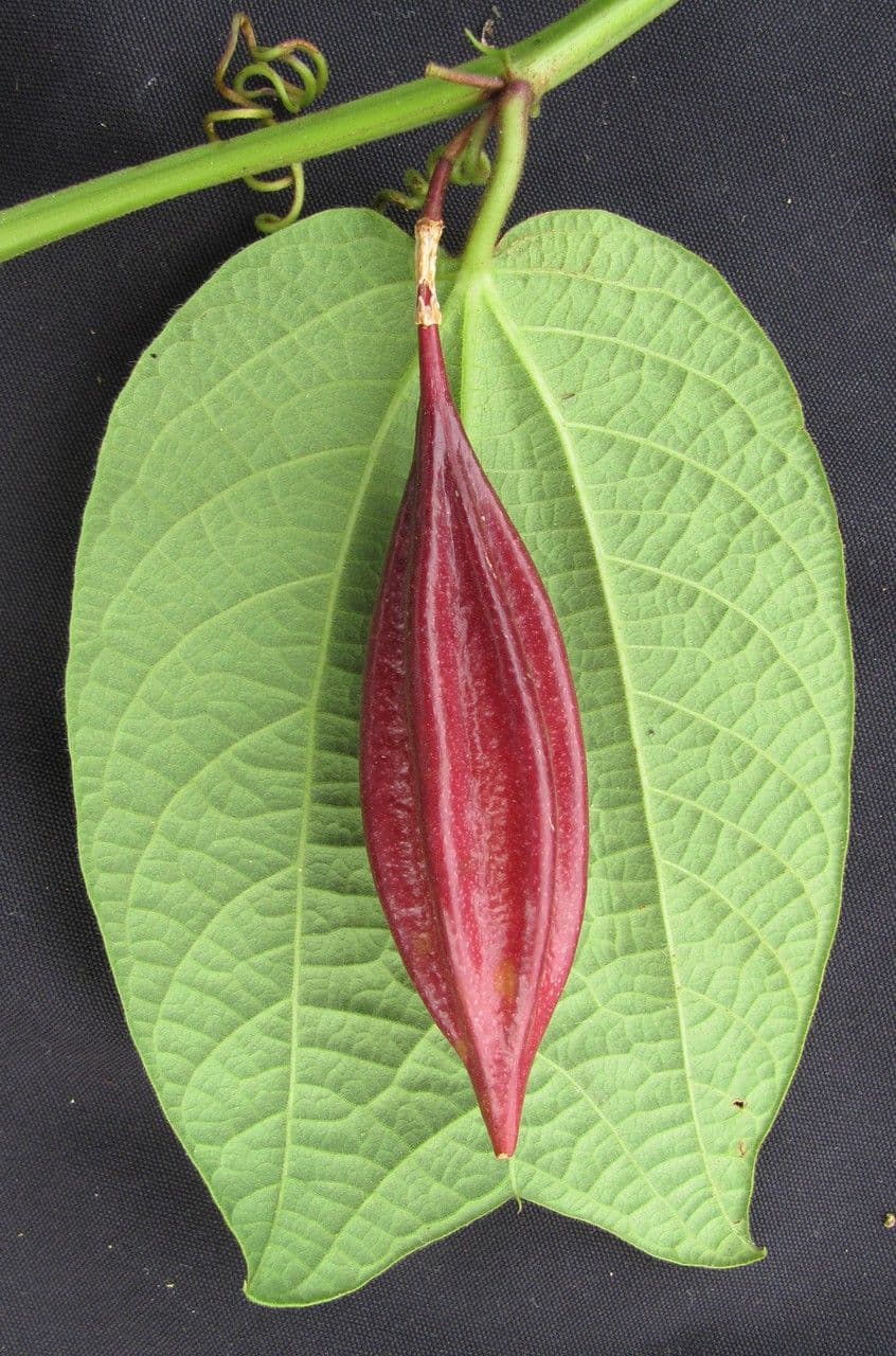 Passiflora 9