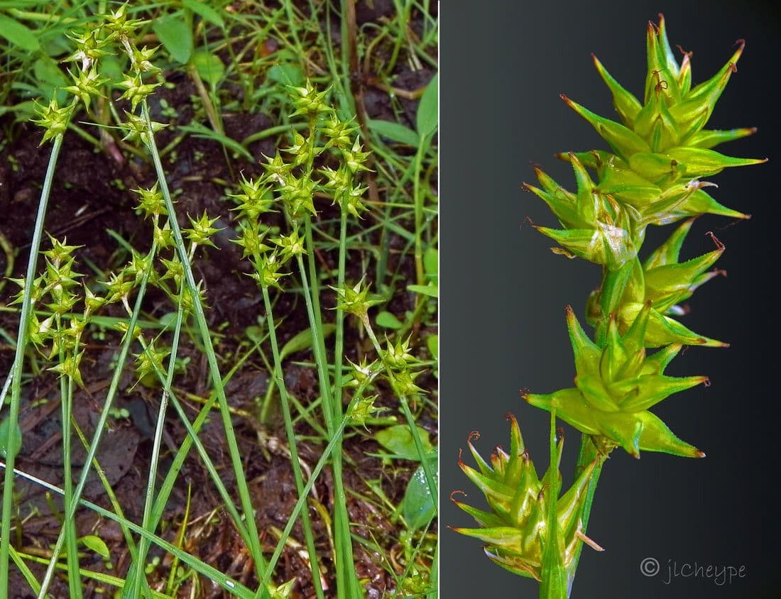 Carice stellata 26