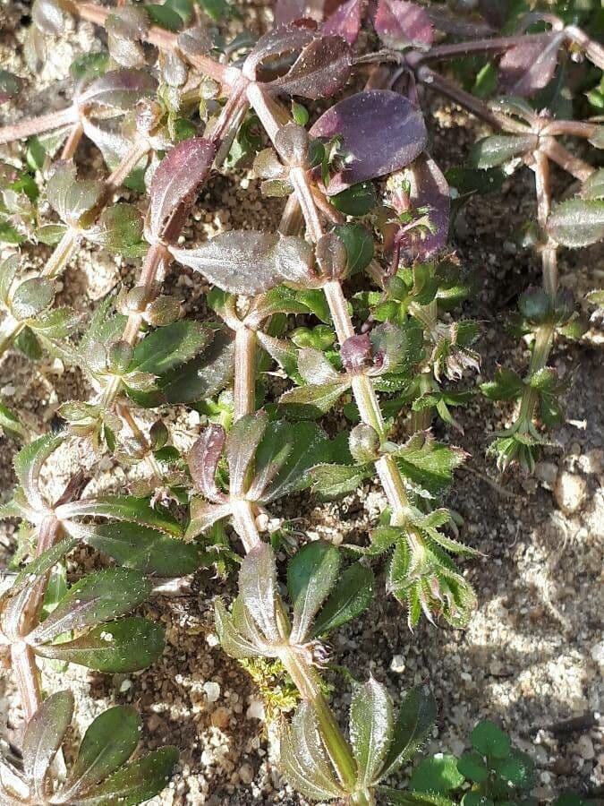 Galium murale 19