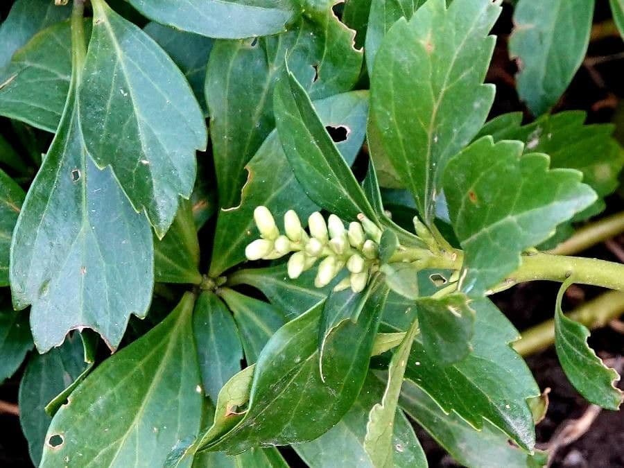 Pachysandra terminale 18