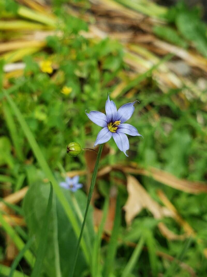 Schmalblättriges Blauaugengras 3