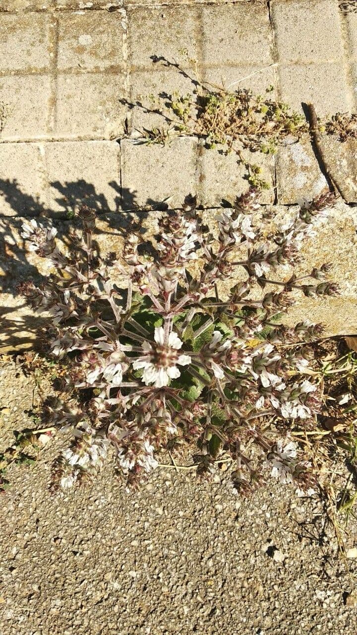 Salvia etiope 4