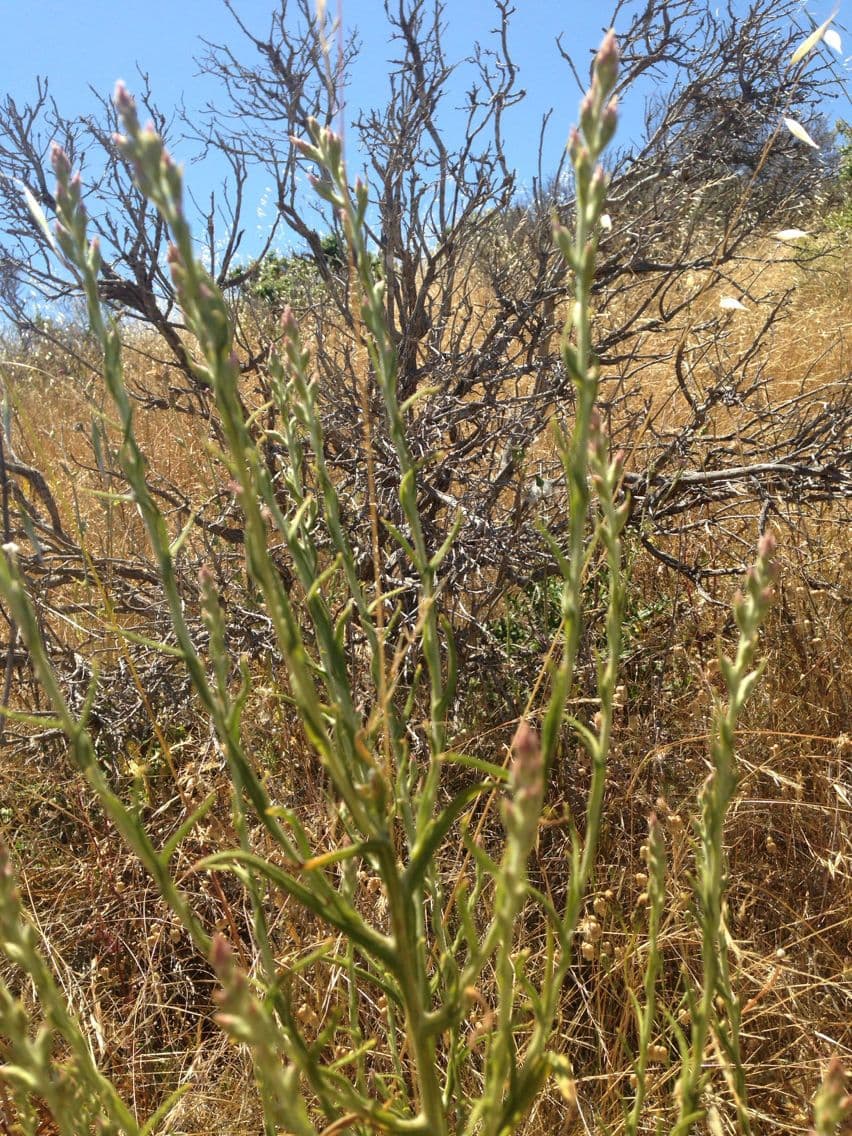 Pseudognaphalium ramosissimum 6