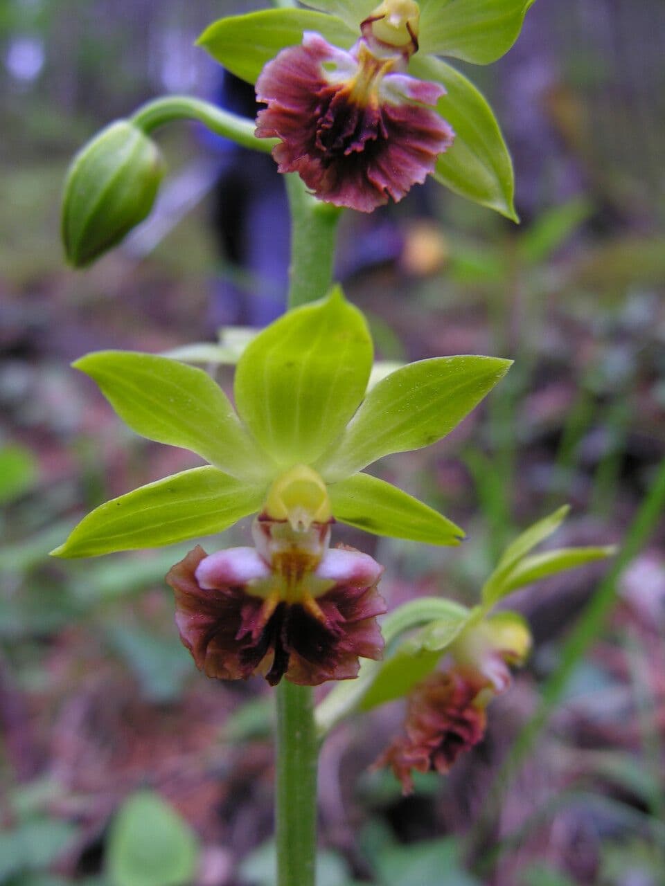 Calanthe 3