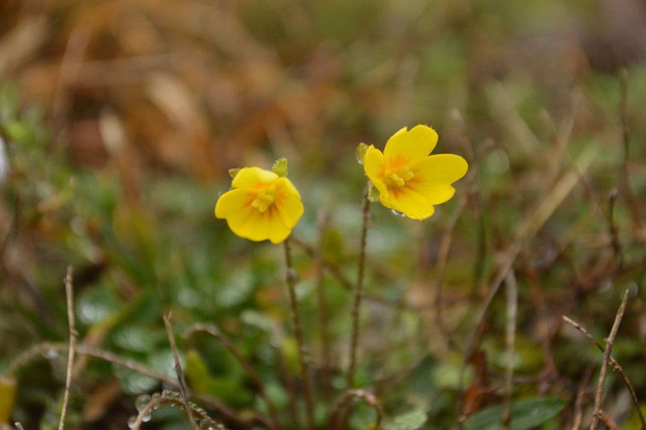 Styloide Glockenblume 10