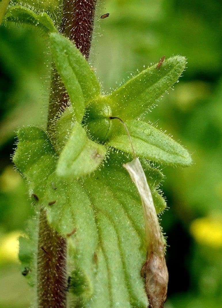 Speronella viscosa 5