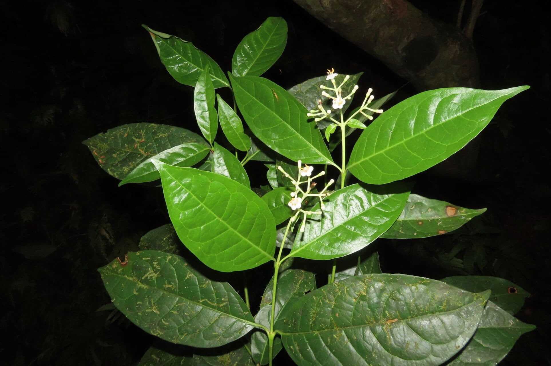 Chione venosa 12