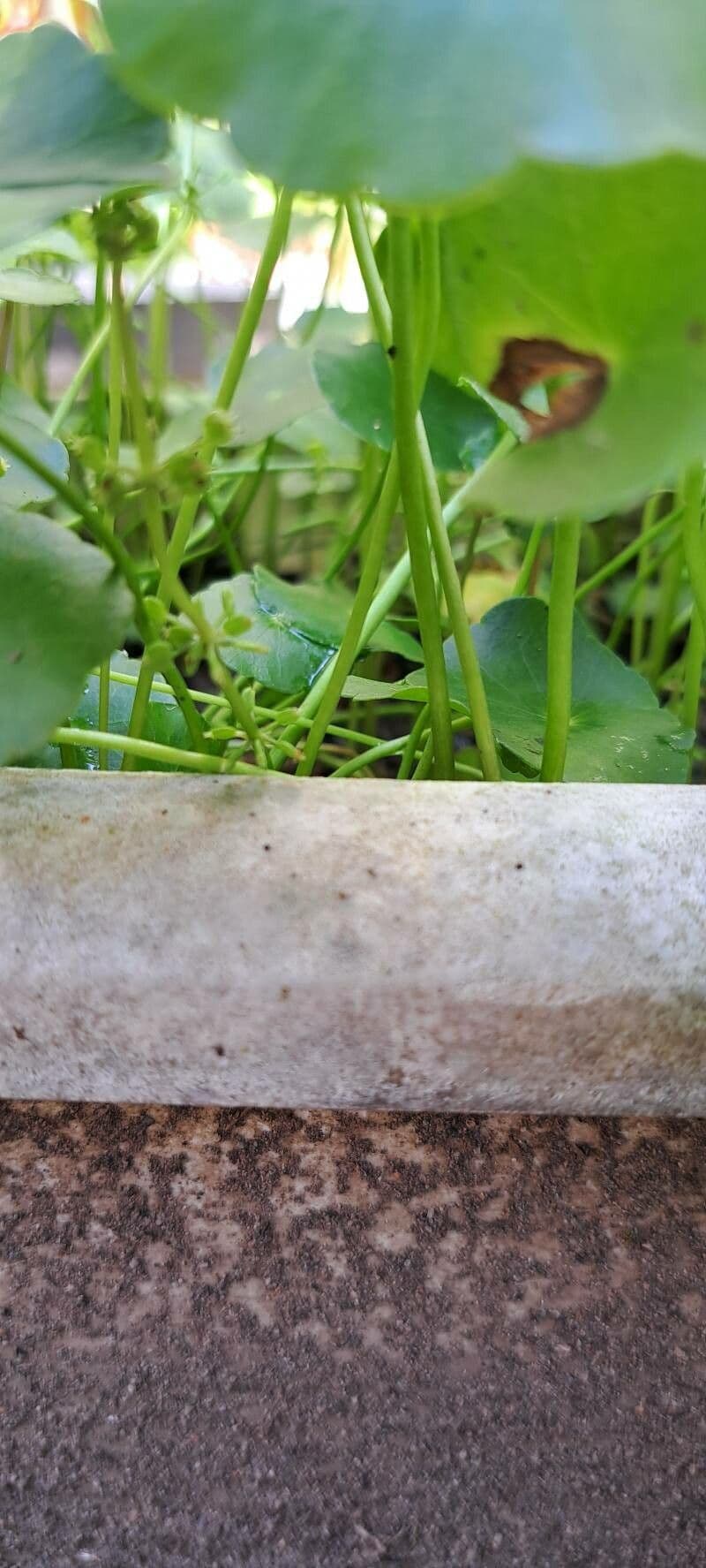 Hierba de San Guillermo 17