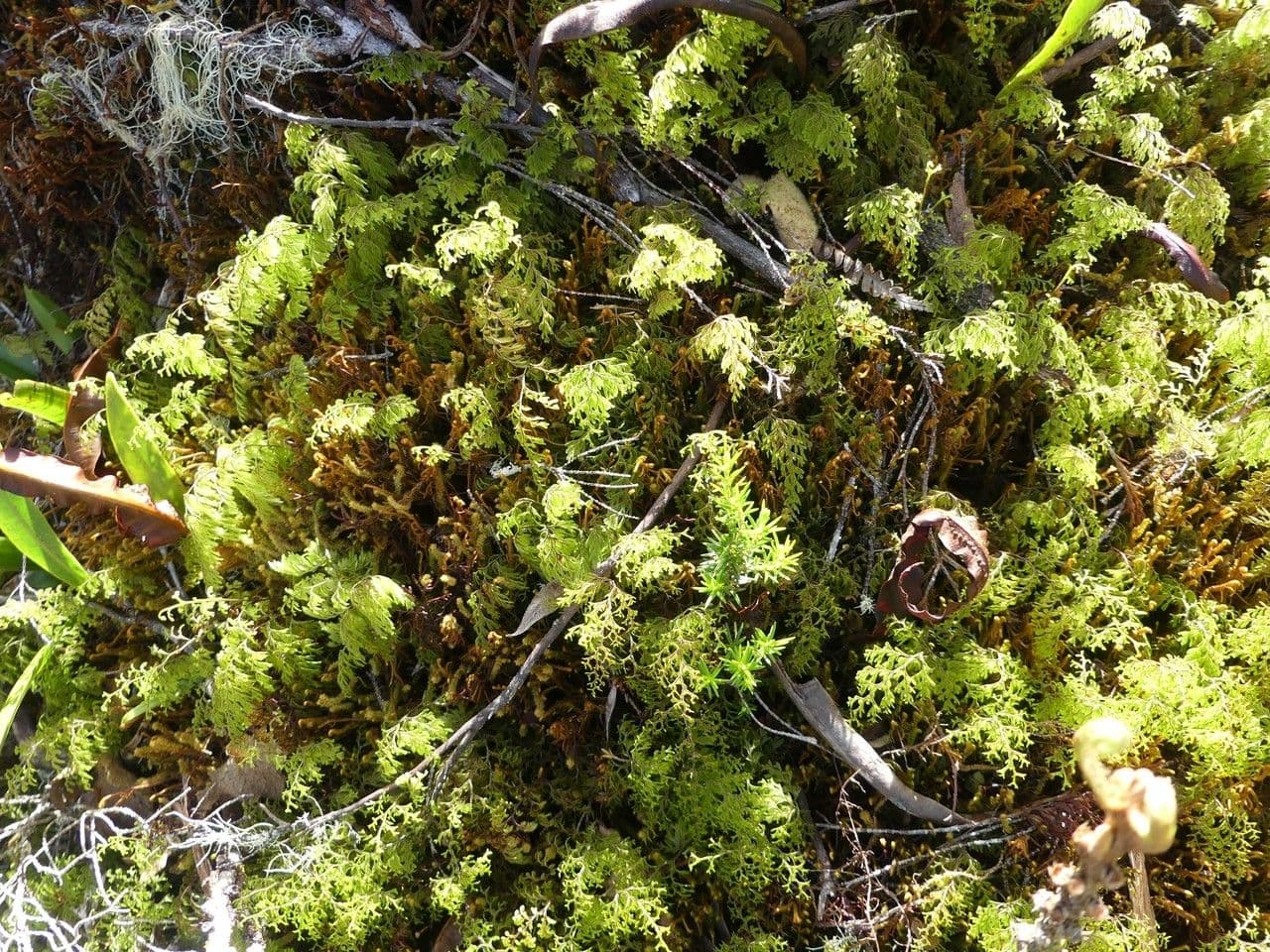 Hymenophyllum 4