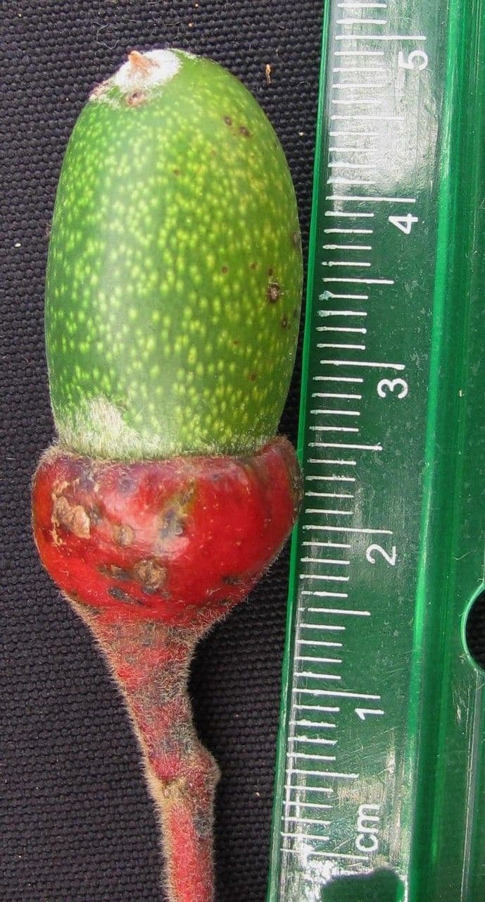 Ocotea 8